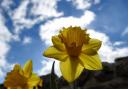 Spring daffodils Picture: JACQUELINE TRUBY NEWBY