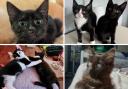 Black cats are often overlooked at rehoming centres, and these feline gems are still looking for their forever homes.