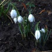 The snowdrops which appeared as if by magic in the middle of Christoph's fury outside my front door on Wednesday