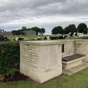 Cows inspect the visitors to Jerusalem cemetery Image: Chris Lloyd, The Northern Echo
