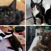 Black cats are often overlooked at rehoming centres, and these feline gems are still looking for their forever homes.