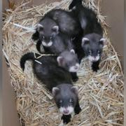 Ferrets stolen from garden of house in Moor Edge, Brandon