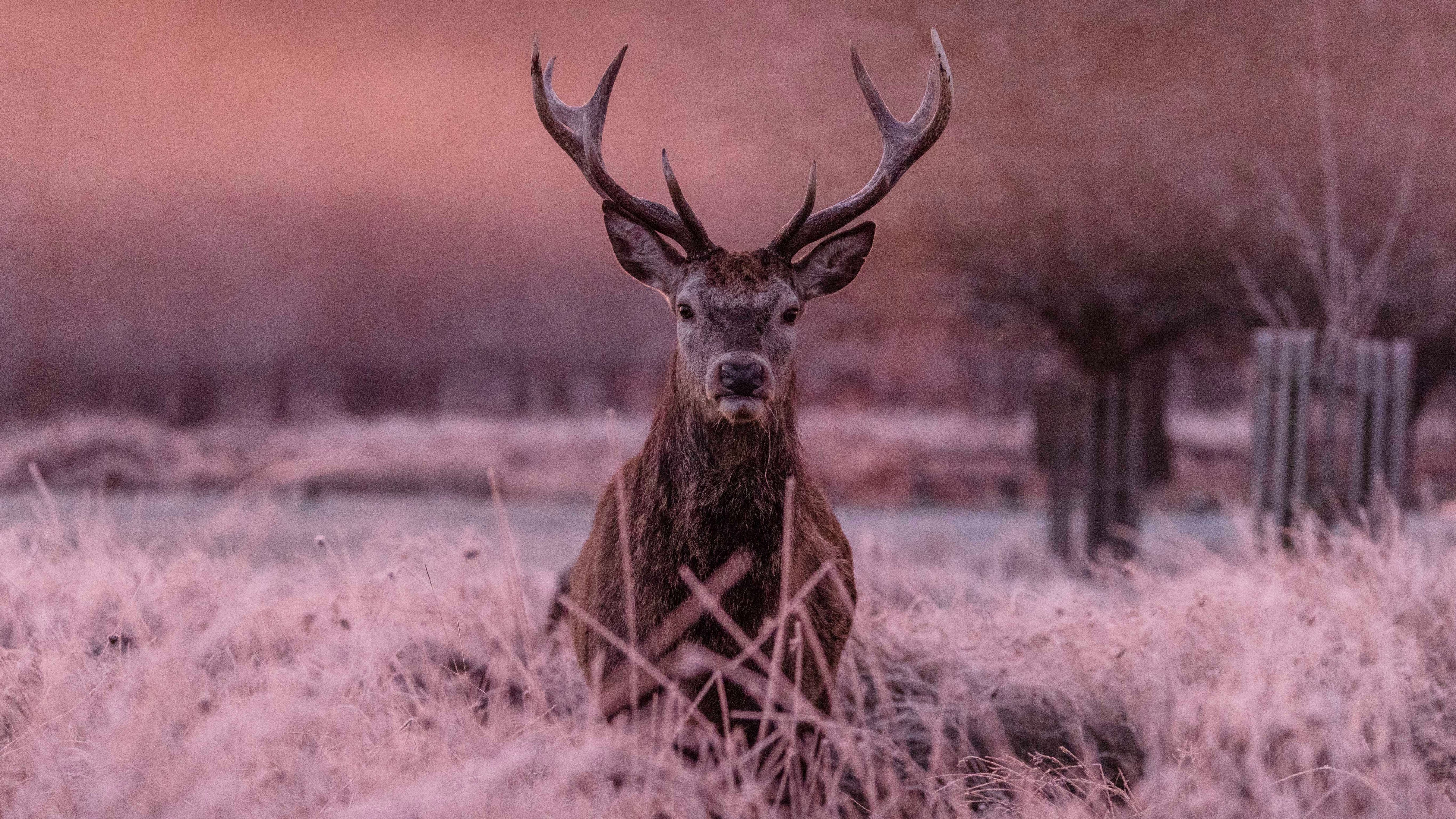 The number of wild deer across Scotland is estimated to have doubled in the past 30 years