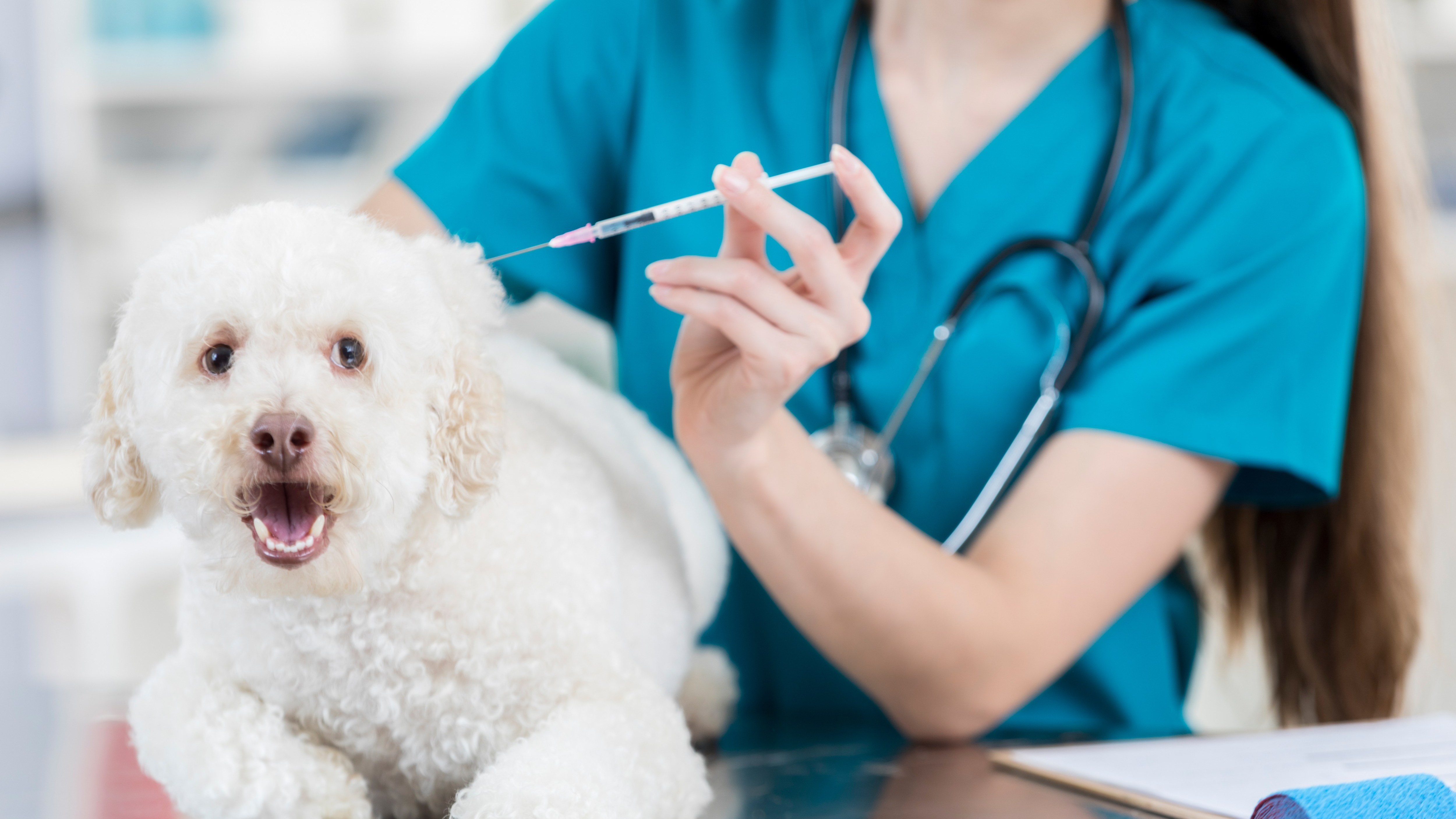 There have been growing concerns that pet owners may be overpaying for medicines