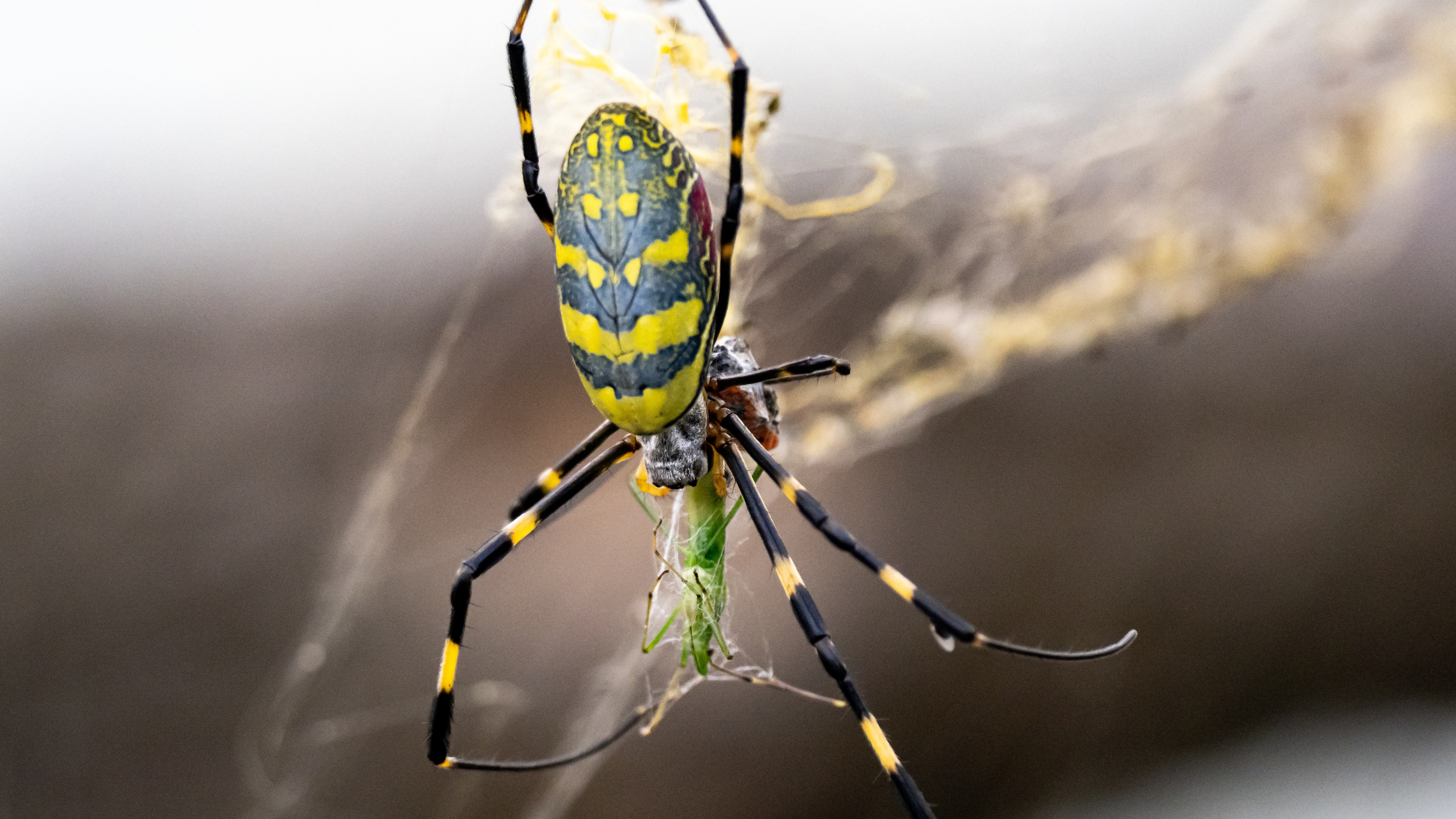 A Joro spider feeding on a small grasshopper