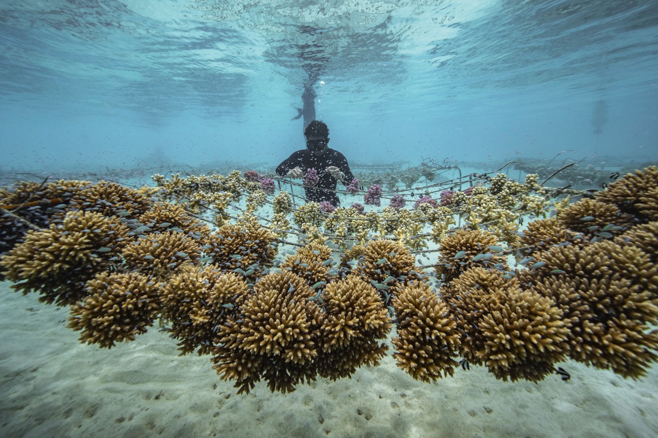 Titouan Bernicot, the founder of Coral Gardeners, inspects a coral nursery off Mo’orea, French Polynesia