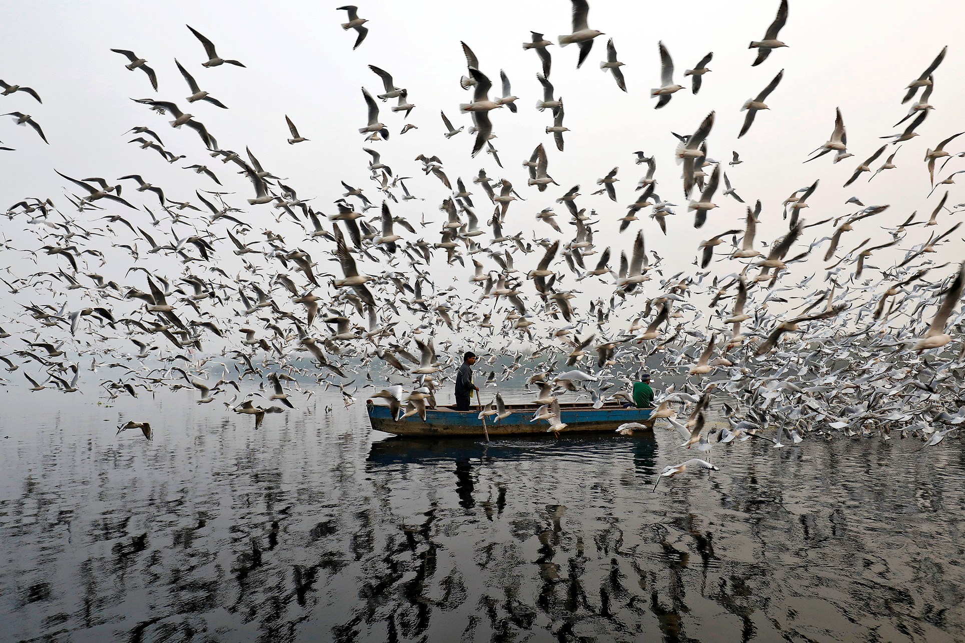 Seagulls flock to men handing out food along the Yamuna river on a smoggy morning in New Delhi, India