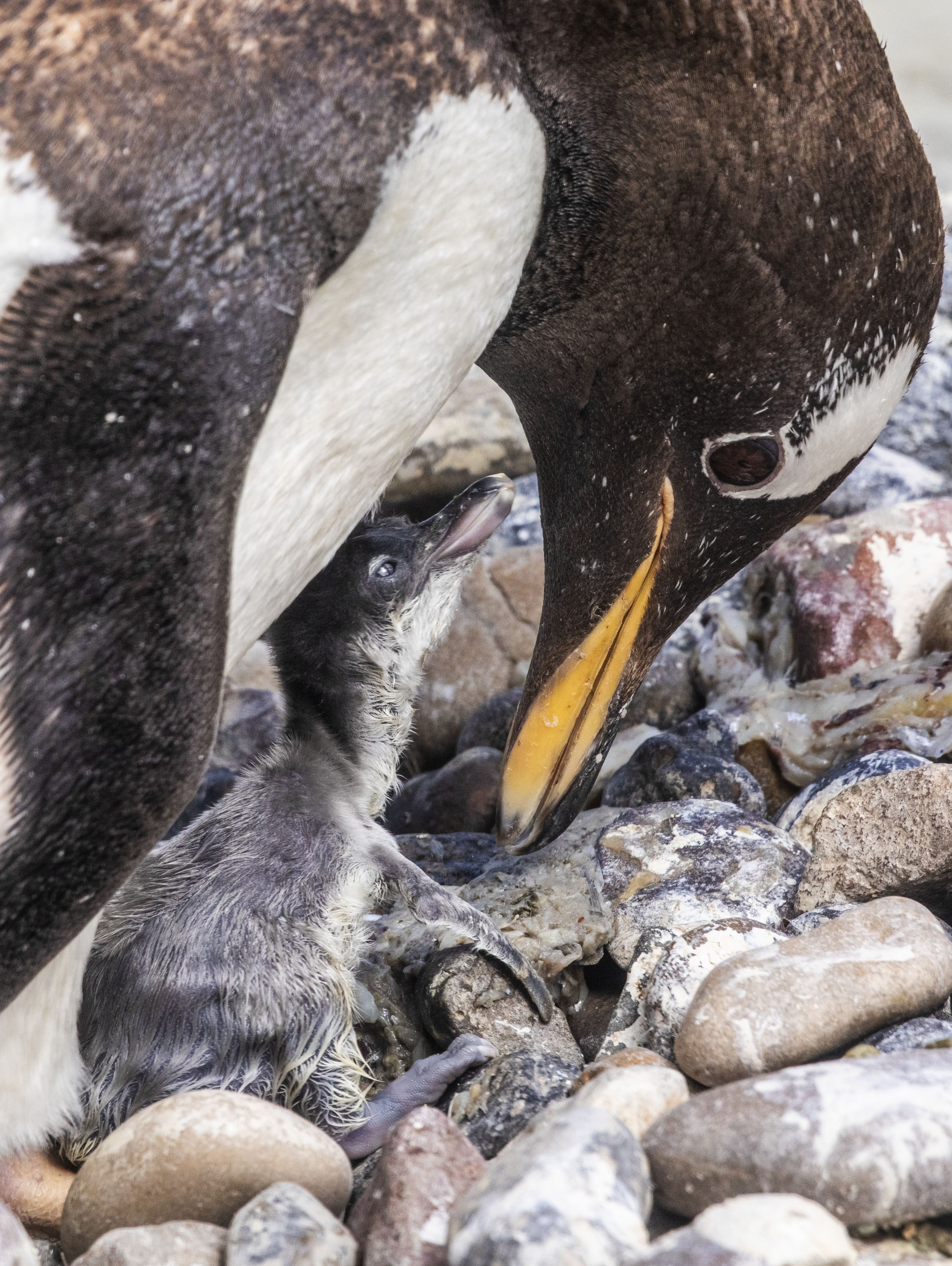 Ten gentoo penguin chicks have emerged so far at Edinburgh Zoo and keepers at the wildlife conservation charity are hopeful more will follow in the coming weeks. Visitors are able to spot the chicks being cared for by their parents at the zoo’s Penguins Rock, the largest outdoor penguin pool in Europe