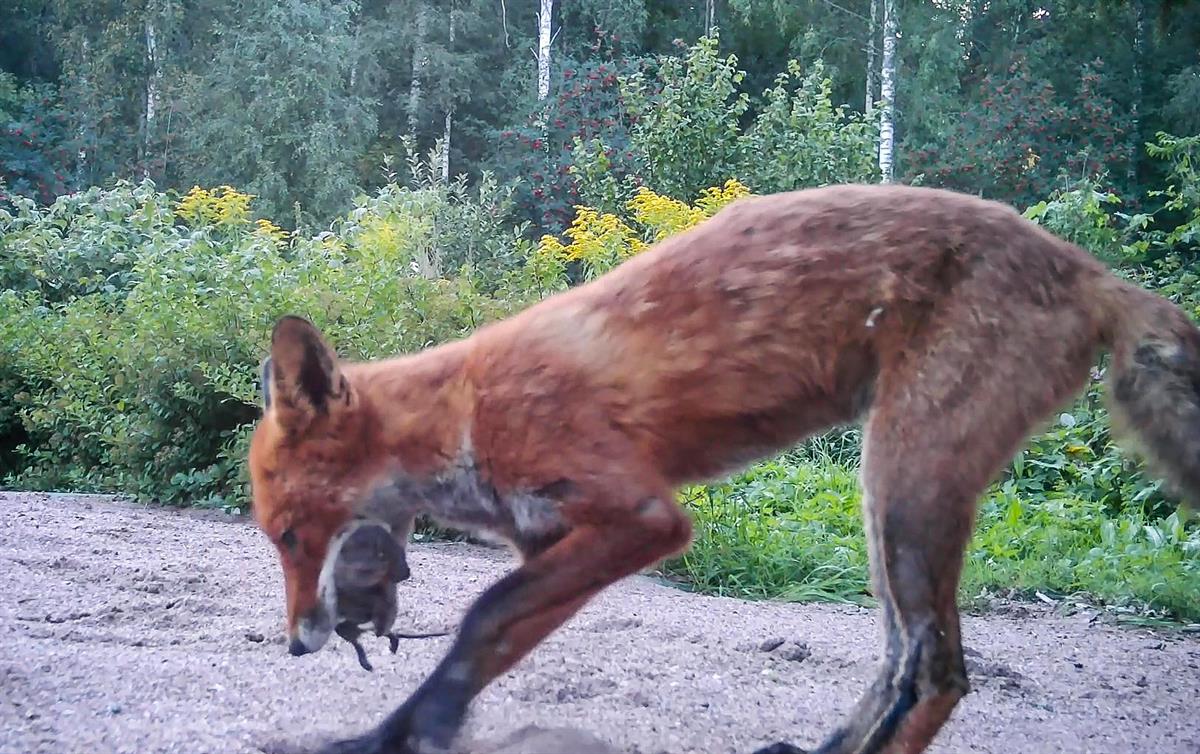 Riistakamera ikuisti ketunpojan puuhissaan turkulaismiehen pihalla. 