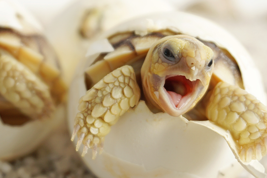 baby turtle hatching