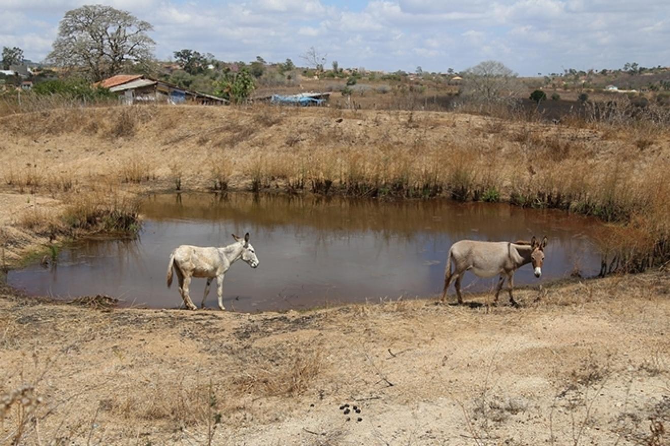 Dos burros merodean alrededor de un estanque de agua casi seco.