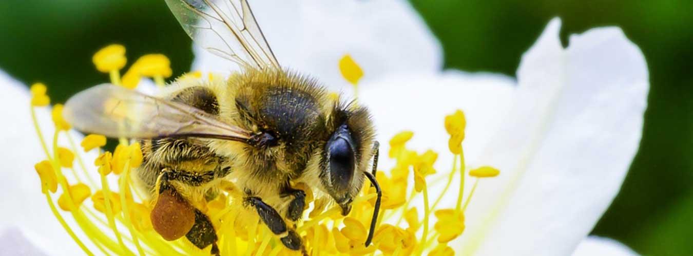 A bee drinks nectar of a flower