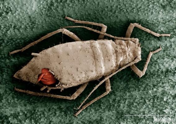 A wasp working its way out of an aphid mummy