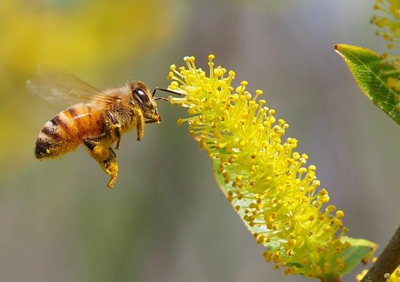 Honey bee on a willow