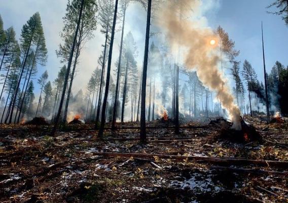 Trees in the background with smoke in the foreground