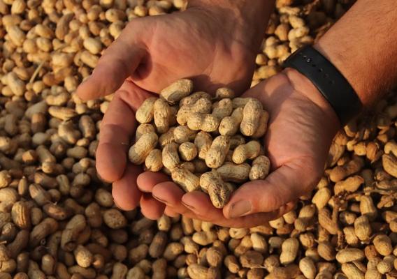 A person holding peanuts