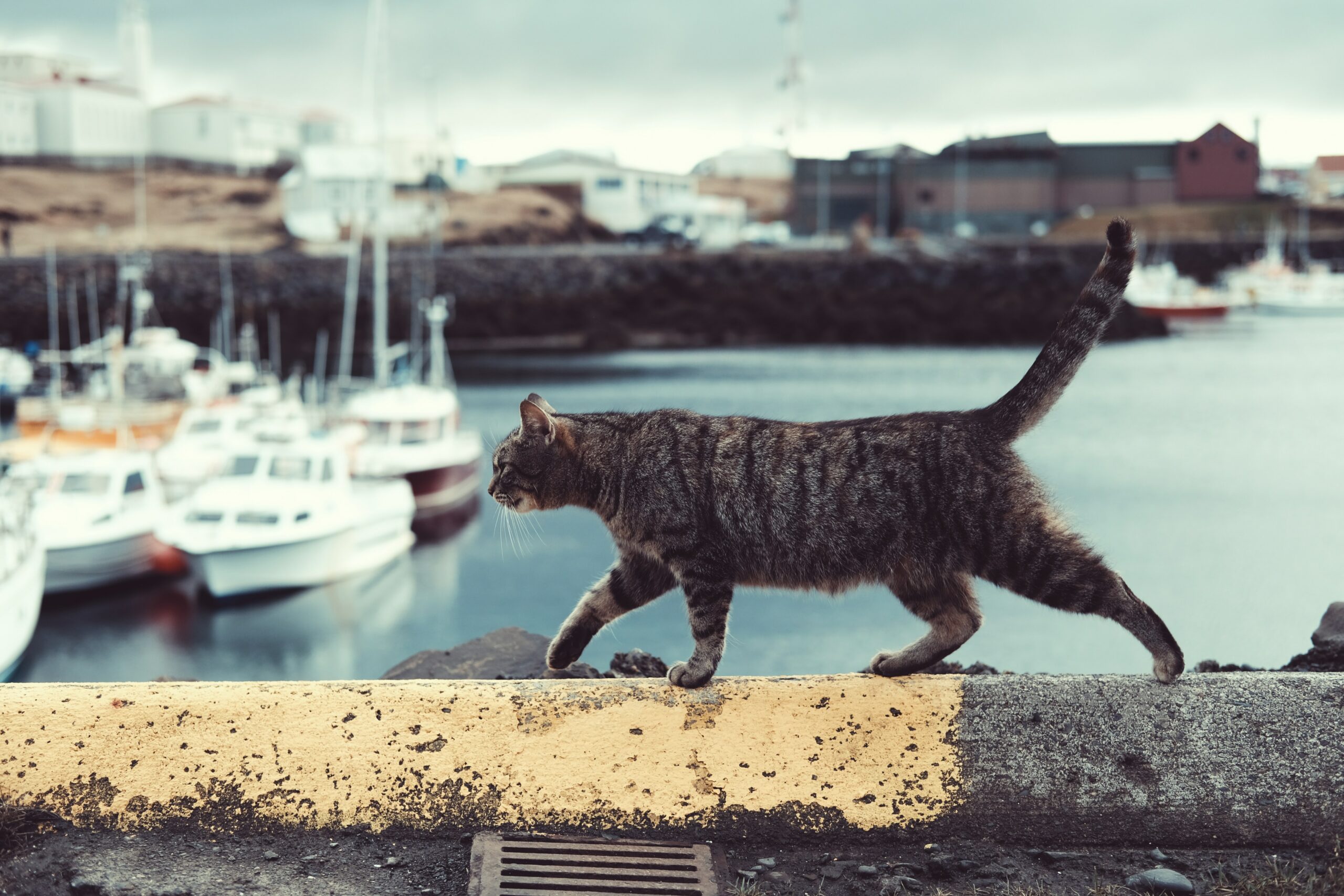 cat on a navy ship