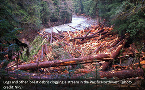 debris jam in river