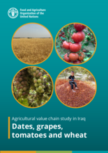  Agricultural value chain study in Iraq – Dates, grapes, tomatoes and wheat - 2021