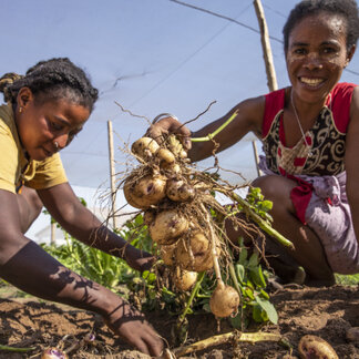 Two women are harvesting food from a field