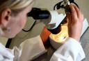 The Government has vowed to tackle the spread of a drug-resistant disease branded a 