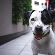 Shropshire Council is considering a consultation on fines around dog fouling.