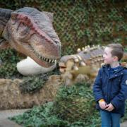 Six-year-old Freddie from Bushey comes face to face with a Tyrannosaurus Rex at Willows Activity Farm.