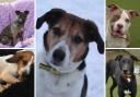 Here are some of the dogs at Dogs Trust Evesham that are looking for new homes