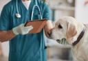 Experts found around 80% of vet practices aren’t listing prices online which can often spark confusion and lead to distrust around vet bills.