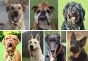 A variety of dogs are looking for new homes, including a Bulldog and a Dogue De Bordeaux