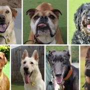 A variety of dogs are looking for new homes, including a Bulldog and a Dogue De Bordeaux