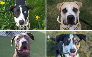 A variety of dogs are looking for new homes, including an Italian Corso cross.