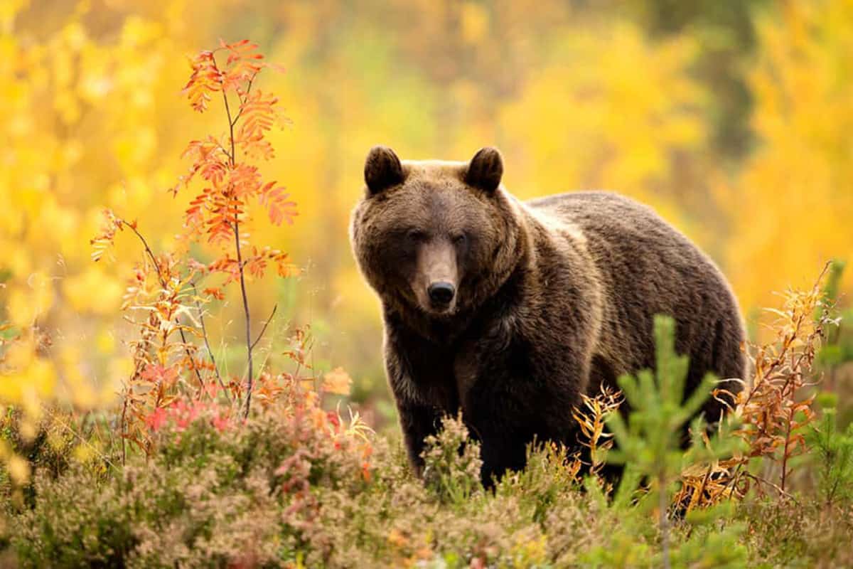 Braunbär