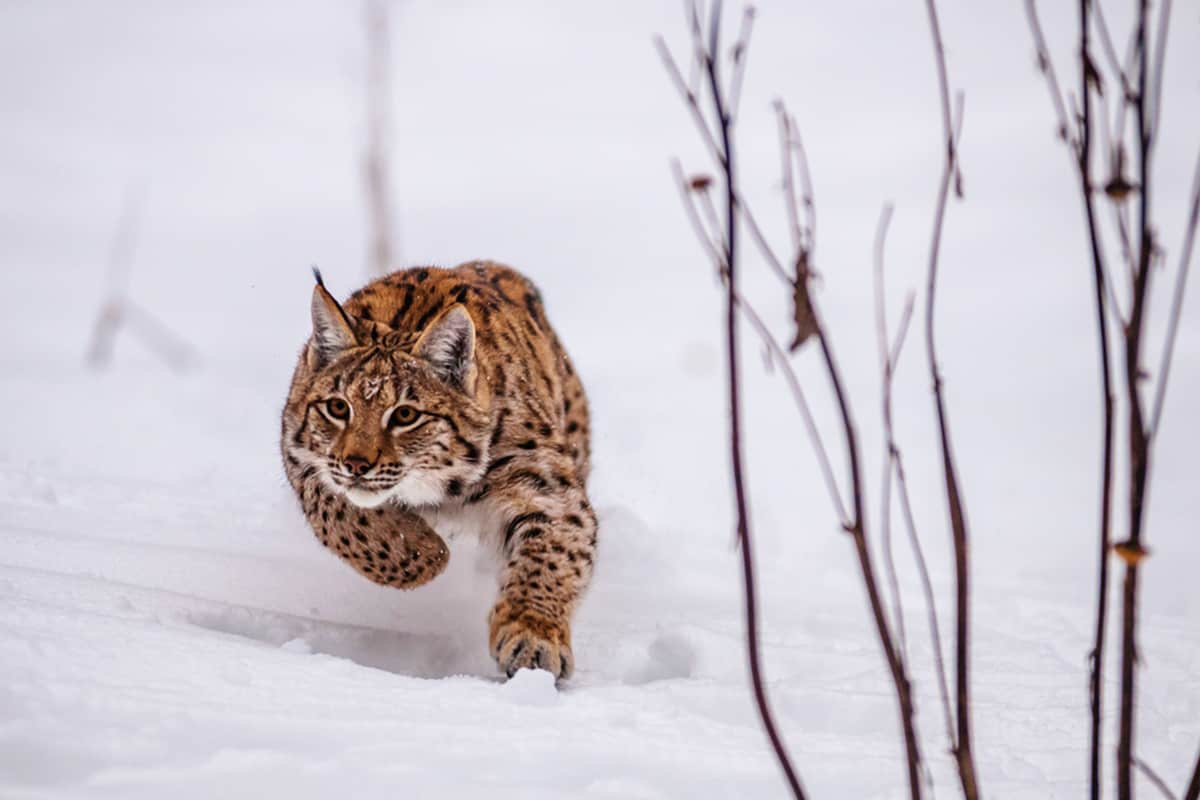 Luchs