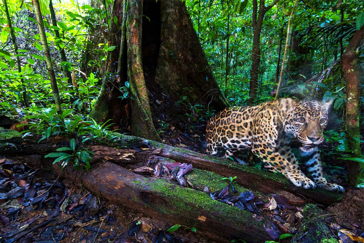 Jaguar im Wald, eingefangen von einer Kamerafalle