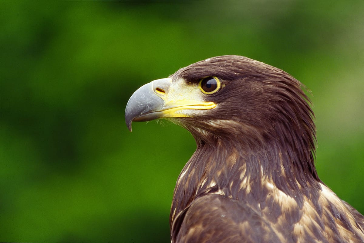 Seeadler im Winter (c) Ola Jennersten WWF Schweden