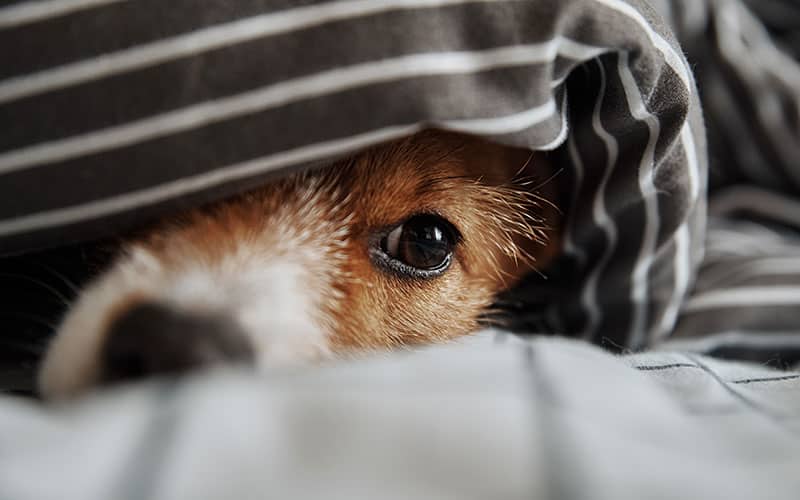 Silvester ohne Boeller - ängstlicher Hund