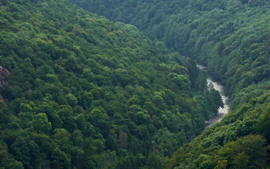 WWF zum Tag des Waldes: Umsetzung der Forstgesetznovelle wichtiger denn je