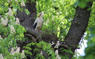 WWF-Erfolg: Störche in neue Nisthilfen eingezogen