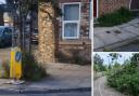 Main image: weeds growing around a road sign on a street corner in the Leeman Road area. Right: weeds on a cracked pavement (top) and lining a footpath (bottom), both in the Leeman Road area