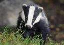 Two men were caught badger-baiting in North Yorkshire