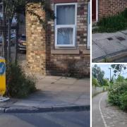 Main image: weeds growing around a road sign on a street corner in the Leeman Road area. Right: weeds on a cracked pavement (top) and lining a footpath (bottom), both in the Leeman Road area