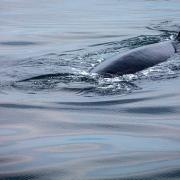 Whale Spotted in Thames- Tom Oliver Hampton School