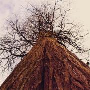 A tree in Painshill Park