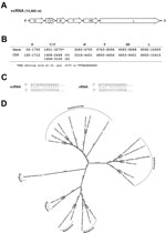 Thumbnail of A) Organization of the viral genome of novel paramyxovirus related to rubula-like viruses isolated from fruit bats was determined from the full-length sequence. B) Localization of the predicted viral genes and open reading frames (ORFs). The V/P edition site is predicted from the similarity to Tuhoko virus 3. C) Terminal sequences were determined by standard rapid amplification of cDNA ends (RACE) methods. The complementarity of terminal sequences is shown in vRNA and vcRNA sense. D