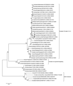 Thumbnail of Phylogenetic comparison of the complete hemagglutinin genes of highly pathogenic avian influenza A(H5N2) and A(H5N8) strains from the United States with strains from Asia, Europe, and Canada. Solid circles indicate H5N2 and H5N8 strains from the United States; open circle indicates H5N2 strain from Canada; black triangle indicates H5N8 strain from a crane in Japan. Sequences were aligned by using MUSCLE, and phylogenetic and molecular evolutionary analyses were conducted by using ME