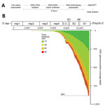 Thumbnail of Use of unamplified RNA/cDNA−-hybrid nanopore sequencing for genomic characterization of Venezuelan equine encephalitis virus (VEEV) TC-83. A) Sample preparation workflow for nanopore sequencing. First, viral RNA from BHK21 cell cultures of VEEV TC-83 was isolated, then single strand complimentary DNA (cDNA) was synthesized. The resulting RNA/cDNA hybrids were then prepared for nanopore sequencing and sequenced with data analysis occurring in real time. B) Genome organization and seq