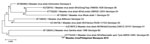 Thumbnail of Phylogenetic tree (neighbor-joining) of the partial L gene (418 nt) of measles virus (GenBank accession no.o. MF496232) detected in macaques in 2015, produced by using Mega 6 software (https://megasoftware.net). Numbers along branches indicate bootstrap values. Scale bar indicates nucleotide substitutions per site. Bold text indicates measles virus strain isolated in Philippines.