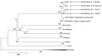 Phylogenetic tree showing 3 new sequences of Bombali virus found in Kenya in 2019 in relation to those of other filoviruses. The tree was built by using the maximum-likelihood approach implemented in MEGA7 (7). Bootstrap support percentage is shown at the nodes. Scale bar indicates genetic distance. M.c., Mops condylurus. 