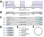 Probe panel design for study of prospecting for zoonotic pathogens by using targeted DNA enrichment. A) Simulated reads from each pathogen within a group were mapped back to a single focal genome. B) We identified regions with consistent coverage from each member of the pathogen group to identify putative, orthologous loci and generated a set of in silico probes from the focal genome. C) Those in silico probes were then mapped back to the genomes of each member in the pathogen group to find single copy, orthologous regions, present in most members. D, E) We designed 2 overlapping 80-bp baits to target the loci in each member of the pathogen group (D) and compared them with each another to remove highly similar probes (E). One probe was retained from each group of probes with high sequence similarity (>95%). F) We identified the probes necessary to capture 49 loci in that pathogen group. This process was repeated for the next pathogen group. Finally, all probes were combined together into a single panel. Chr, chromosome; Sp, specimen.